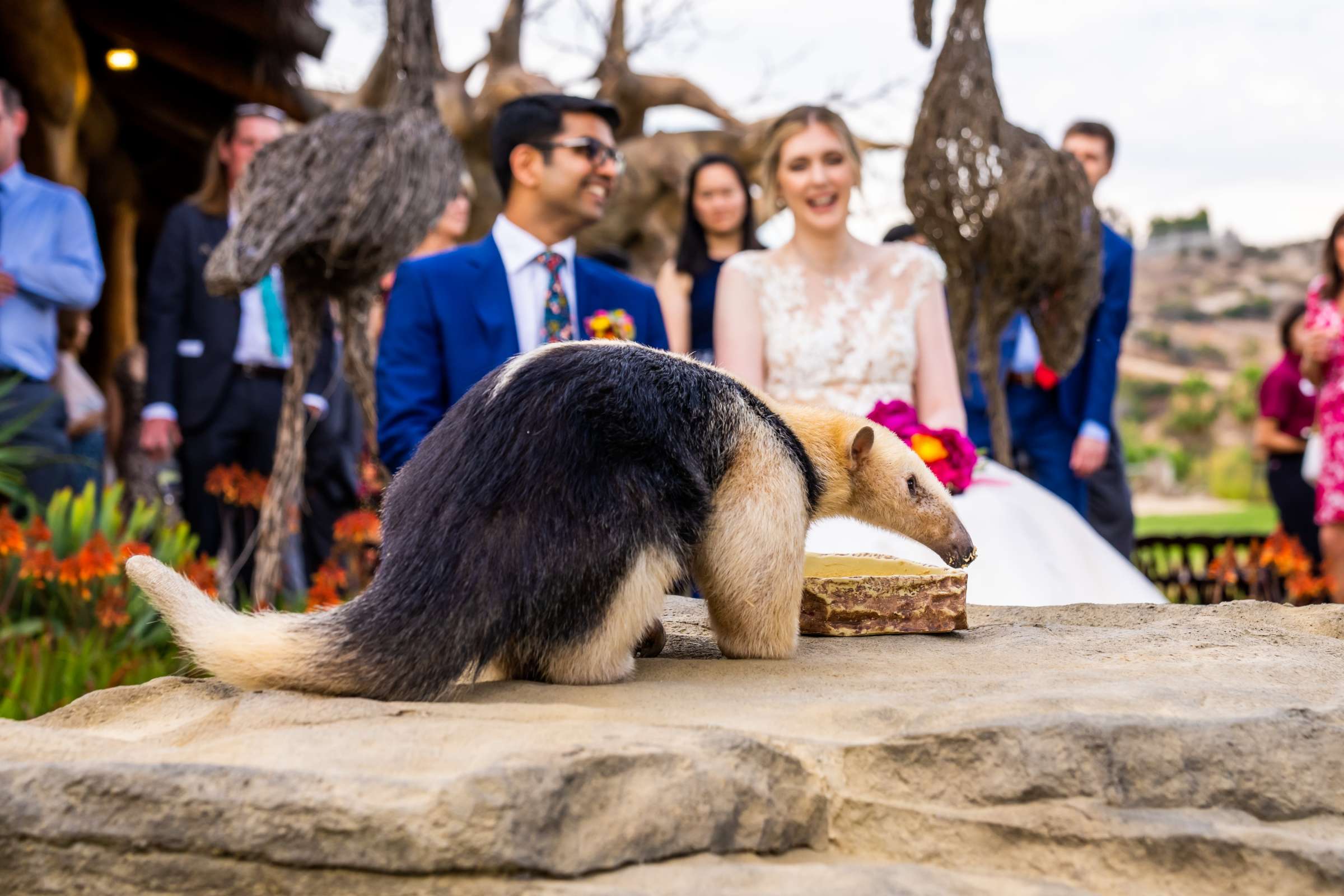 Safari Park Wedding coordinated by Bliss Events, Sarah and Vipin Wedding Photo #638777 by True Photography