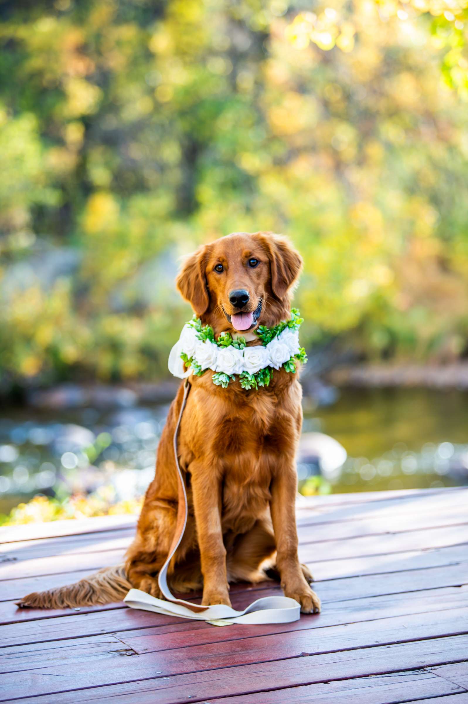 Wild Basin Lodge Wedding, Allison and Dan Wedding Photo #4 by True Photography